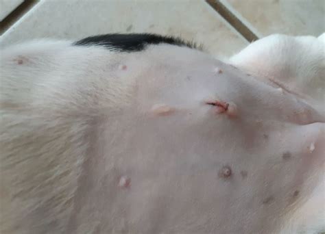 Lump At Incision Site After Spay Dog